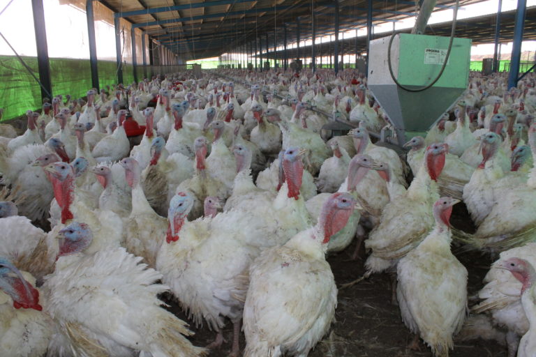 תעשיית תרנגולי הודו בישראל – לאן?