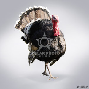 תחשיב הוצאות יצור בשר הודיים לחודש אוגוסט 2017