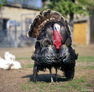 תחשיב הוצאות יצור בשר הודיים לחודש ספטמבר 2017