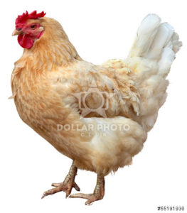 מחירון פרגיות מהגזע הכבד לחודש אוגוסט 2018