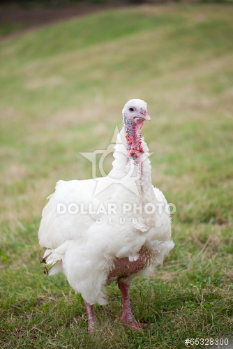 מחיר אפרוח הודו לחודש לחודש אוגוסט 2017