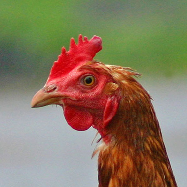 תחשיב הוצאות יצור בשר פטמים לחודש פברואר 2019