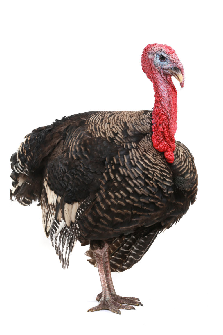 תחשיב הוצאות יצור בשר הודיים לחודש אוגוסט 2019