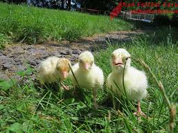 תחשיב הוצאות יצור הודנים לחודש אוגוסט 2018