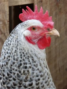 תחשיב הוצאות יצור פרגית קלה לחודש אוקטובר 2018