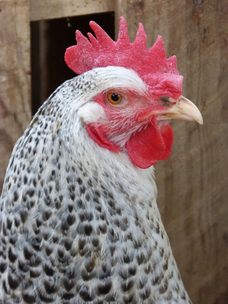 תחשיב הוצאות יצור פרגית קלה לחודש ינואר 2019