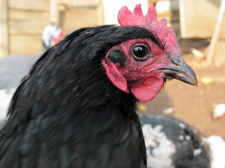 מחירון פרגיות מהגזע הכבד לדצמבר 2018