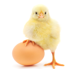 תחשיב ביצי רביה למשוכנת אג"ח/ביצה לחודש מרץ 2018