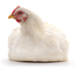 תחשיב הוצאות יצור בשר פטמים לחודש נובמבר 2018