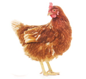 תחשיב הוצאות יצור בשר פטמים לחודש אוגוסט 2019