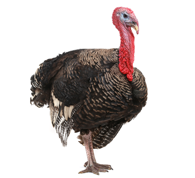 תחשיב הוצאות יצור הודנים לחודש פברואר 2020