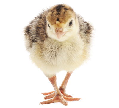 תחשיב הוצאות יצור מחיר אפרוח הודו לחודש אוקטובר 2018