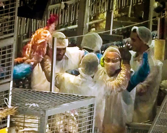 עקב ההתעללות בעופות: הופסקה פעילות משחטת זוגלובק