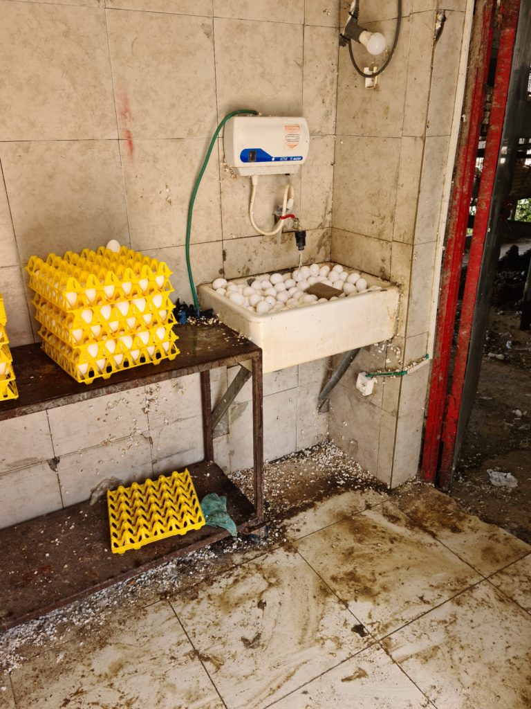 שטפו ביצים וייבשו אותם בשמש